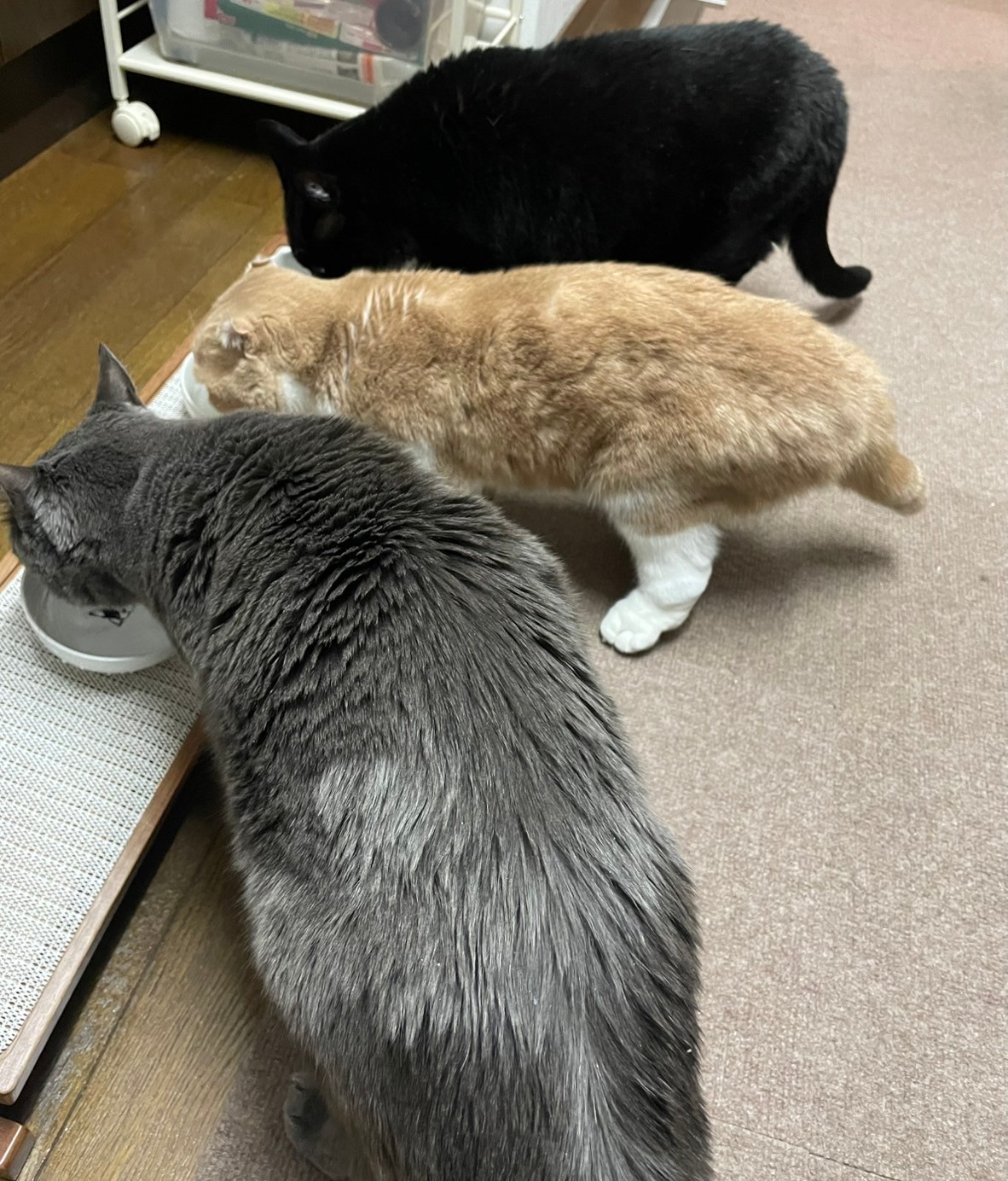 辛かったインフルエンザとニャンコの水分補給🐈